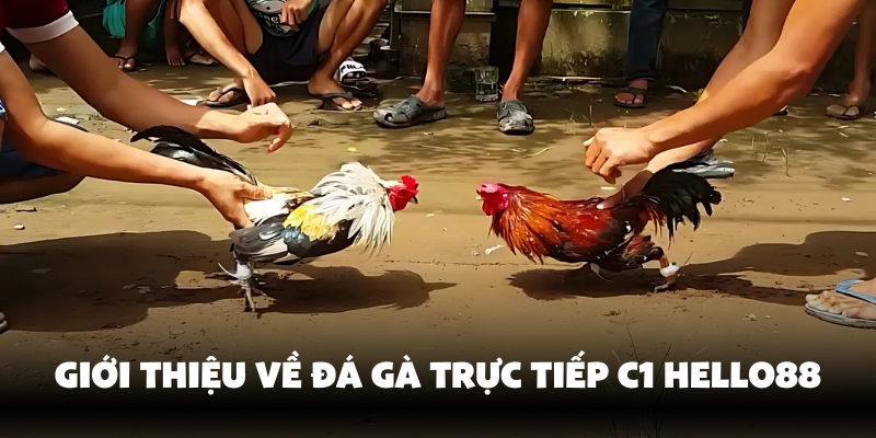 Đá Gà Trực Tiếp C1 - Xem Đá Gà Đỉnh Cao Tại Hello88 4 Địa chỉ uy tín để xem đá gà trực tiếp C1